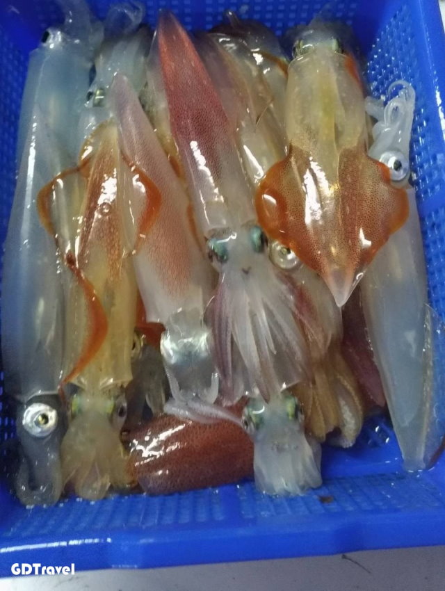 澎湖夜釣小管圖片4