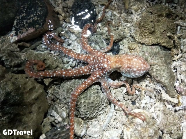 澎湖潮間帶體驗/夜照圖片5