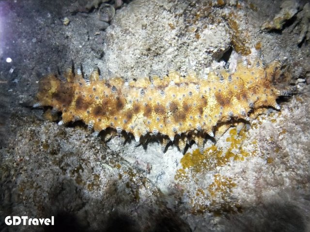 澎湖潮間帶體驗/夜照圖片6